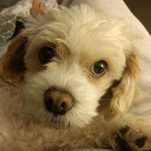 Meet your Posher, Dennis